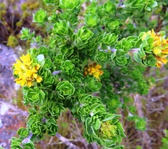 Aspalathus securifolia