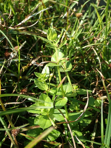Image of Torenia Anagallis (Torenia anagallis) by no rights reserved