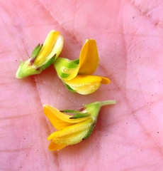 Aspalathus securifolia