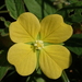 Mexican Primrose-Willow - Photo no rights reserved, uploaded by 葉子