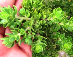 Aspalathus securifolia