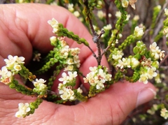 Lachnaea ericoides