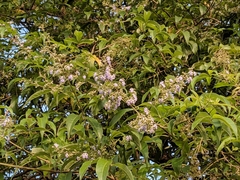 Vitex parviflora