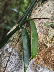 Vanilla insignis