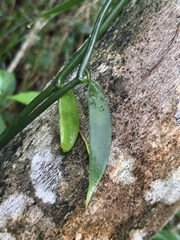 Vanilla insignis, photograph (c) Miguel Sho, some rights reserved (CC BY)