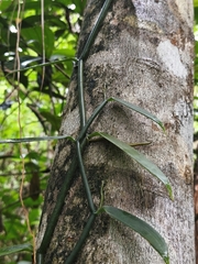 Vanilla insignis, photograph (c) Miguel Sho, some rights reserved (CC BY)