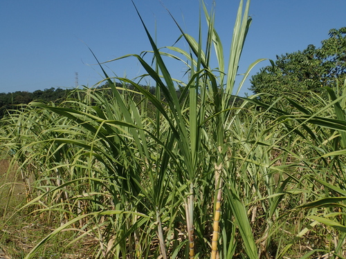 Saccharum × sinense