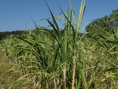 Saccharum × sinense