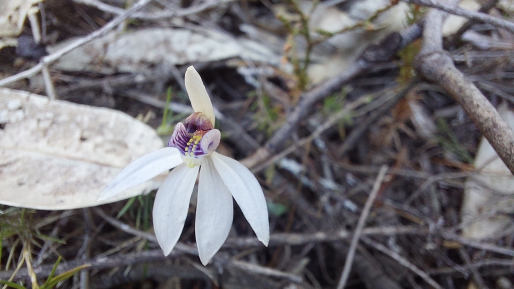 Caladenia caerulea