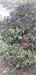 Viburnum tinus tinus
