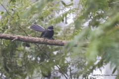 Rhipidura albicollis