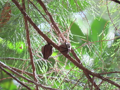 Callitris macleayana