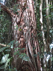 Callitris macleayana