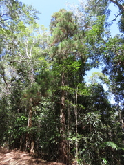 Callitris macleayana