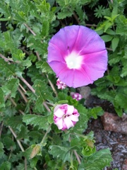 Ipomoea stans