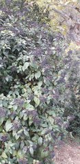 Viburnum tinus tinus