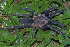 Chilobrachys stridulans