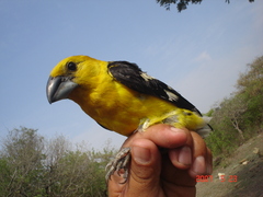 Pheucticus chrysopeplus