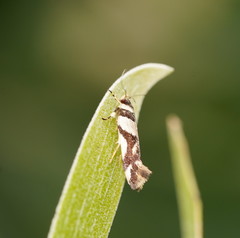Macrobathra desmotoma