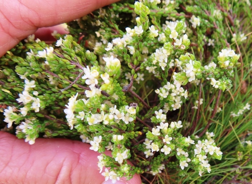 Image of Lachnaea ericoides by (c) linkie, some rights reserved (CC BY)