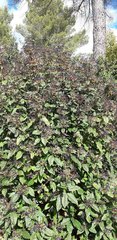 Viburnum tinus tinus
