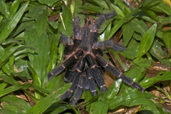 Chilobrachys stridulans