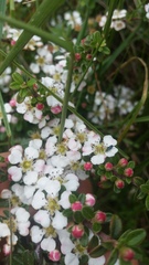 Cotoneaster integrifolius