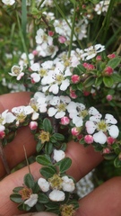 Cotoneaster integrifolius