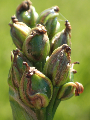 Pontederia vaginalis