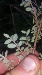 Cotoneaster integrifolius