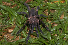 Chilobrachys stridulans
