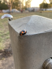 Paropsisterna sexpustulata