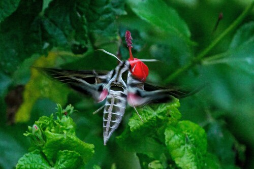 Vine Sphinx photo 3