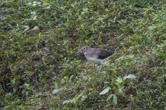 Tringa ochropus