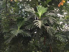 Artocarpus altilis