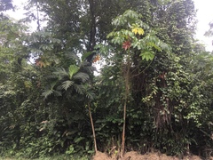 Artocarpus altilis