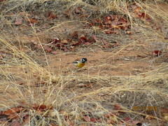 Emberiza flaviventris kalaharica