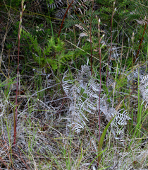 Thelymitra sanscilia