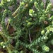 Euphorbia trichotoma - Photo 由 Donají Graham 所上傳的 (c) Donají Graham，保留部份權利CC BY-NC
