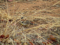 Emberiza flaviventris kalaharica