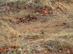 Emberiza flaviventris kalaharica