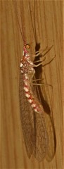 Dysochrysa furcata