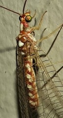 Dysochrysa furcata