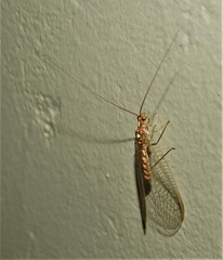 Dysochrysa furcata