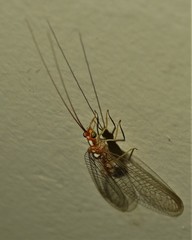 Dysochrysa furcata