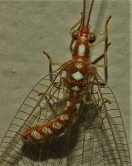 Dysochrysa furcata