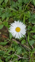 Bellis sylvestris