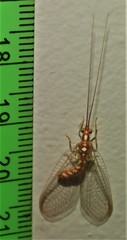 Dysochrysa furcata
