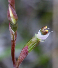 Thelymitra sanscilia