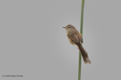Prinia inornata